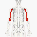 Animation - Les deux humérus