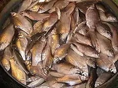 Des carpes hybrides en vente à un marché d'Howrah, en Inde (appelées localement japani puti).
