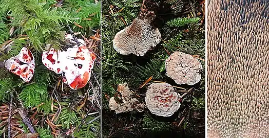 Jeunes spécimens et leurs aiguillons