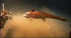 Image illustrative de l’article Plaine abyssale