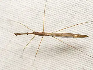 Hydrometra australis, du Texas (US), individu aux ailes bien développées.