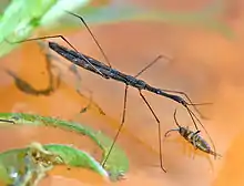Hydrometra stagnorum en train de déguster un collembole.