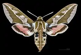 Avers de la femelle (coll.MHNT)