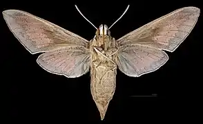 Revers de la femelle (coll.MHNT)