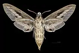 △ Face ventrale de la femelle (coll.MHNT)