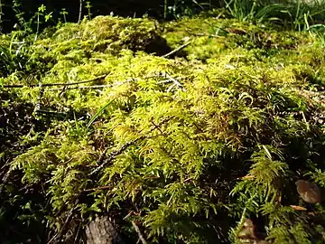 Tapis sur sol humique