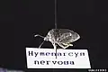 Hymenarcys nervosa