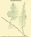Hymenophyllum baileyanum Domin
