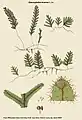 Hymenophyllum hirsutum (L.) Sw.