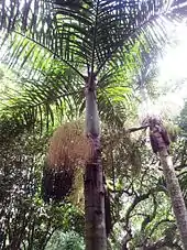 Hyophorbe verschaffeltii