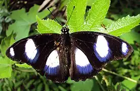 Hypolimnas misippus ♂