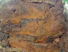 Hypoxylon rubiginosum