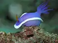 Hypselodoris bullocki (Gastropoda, Chromodorididae)