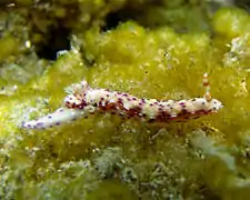 Hypselodoris juniperae