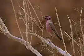 Oiseau au Wadi Rum en mars 2017.