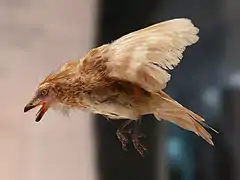 modèle d'un Enianthornithe, Iberomesornis.