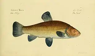 Type sauvage : écaillure variant du vert olive à l'ocre très pâle et dos généralement vert olive à brun.