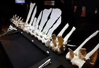 Moulages blancs de la colonne vertébrale avec une voile en forme de vague disposée sur un fond sombre dans une exposition de musée.