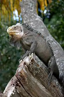 Tête d'iguane des Petites Antilles (Iguana delicatissima).