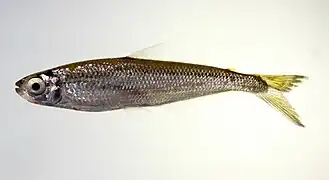 Iguanodectes sp