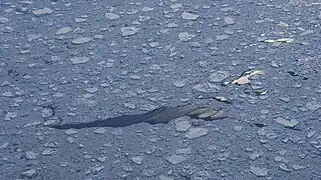 Floes d'embâcle (lors de la formation de la banquise) au Groenland.
