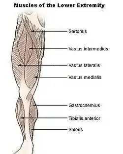 Les principaux muscles du membre inférieur