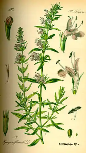 Image illustrative de l’article Plantes médicinales du Briançonnais