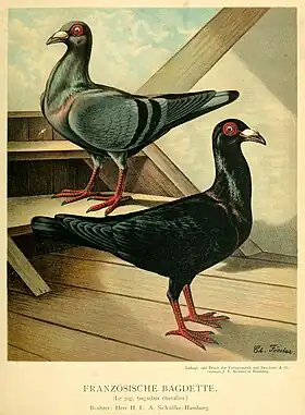 Illustration de Bagadais français (années 1880).