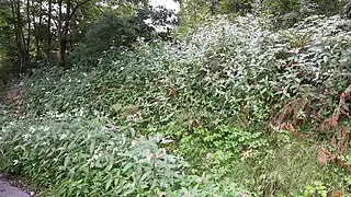 Balsamine de l'Himalaya invasive en Ariège.