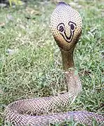 Motif de « lunettes » sur le capuchon.