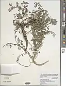 Indigofera hendecaphylla.