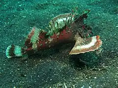 Inimicus filamentosus