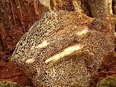 Aspect du bois quasiment dégradé.