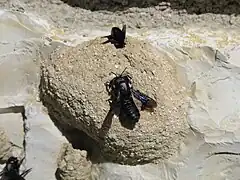 Couche de protection externe