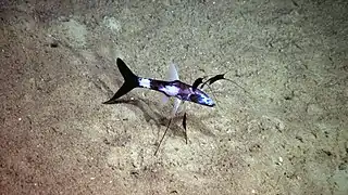 « Poisson-trépied » (peut-être un Bathypterois) observé in situ