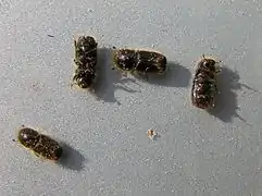 Ips typographus (Scolytidae), forêt de Bialowieza (Pologne)