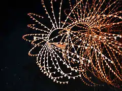 Iridigorgia sp., un Chrysogorgiidae