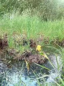 Iris dans le parc régional de Brière