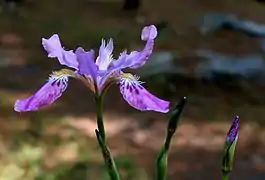 Iris milesii