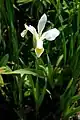 Fleur d'Iris orientalis