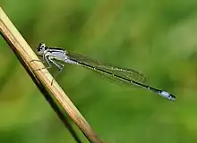 Ischnura elegans (femelle)
