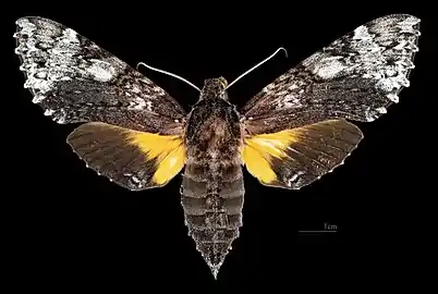 Avers de la femelle (coll.MHNT)