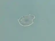 Vue aérienne de Campalto.