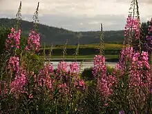 Gros-plan de plantes hautes aux fleurs roses. L'arrière-plan est flou, avec un lac qui se distingue, avec en fond de celui-ci des collines recouvertes d'arbres.