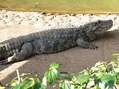 Caïman à museau large (Caiman latirostris)