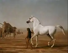 Peinture représentant un cheval arabe gris, tenu par la bride, dans le désert.