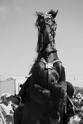 Cheval de spectacle minorquin cabré