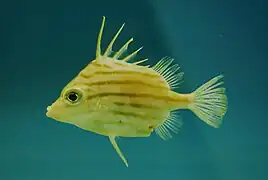 Parahollardia lineata