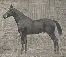 Photo noir et blanc d'une cheval léger vu de profil.