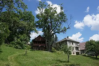 Érable sycomore remarquable.